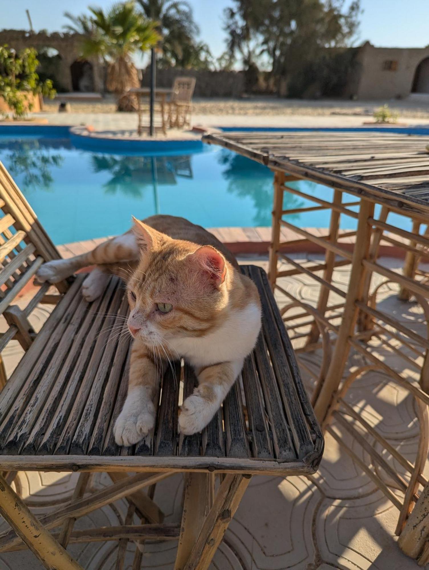 Cafour House Siwa - Hot Spring Hotel Siwa Oasis Ngoại thất bức ảnh